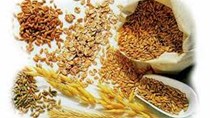 Giá ngũ cốc hôm nay 1/10: Lúa mì đạt mức cao nhất gần 3 tuần