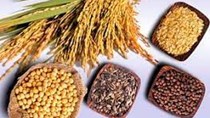 Giá ngũ cốc hôm nay 21/10: Ngô, đậu tương, lúa mì tăng do nhu cầu mạnh mẽ