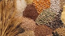 Giá ngũ cốc hôm nay 26/10: Ngô đậu tương bình ổn, lúa mì tăng
