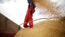 Mỹ lo ngại đậu tương Brazil 'lấn lướt' thị trường