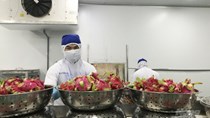 Tăng tỉ lệ chế biến và đa dạng thị trường xuất khẩu rau quả