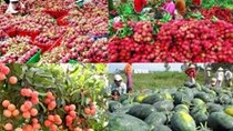 Trái cây cấp đông phải đăng ký trước khi xuất khẩu sang Trung Quốc
