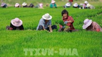 Trung Quốc thực hiện nhiều biện pháp nhằm đảm bảo cung ứng nông sản thông suốt