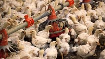 Ngành nông nghiệp Mỹ cảnh giác trước nguy cơ bùng phát dịch cúm gia cầm