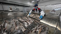 Hàn Quốc: Giá nông sản, gia súc và thủy, hải sản nhập khẩu tăng mạnh
