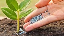 Giá 7 loại phân bón tăng, 4 loại lập kỷ lục mới