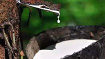 Giá cao su tăng dựng đứng, cao nhất 13 tháng