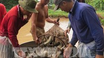 Giá thức ăn thủy sản tăng cao, người nuôi cá lóc thua lỗ