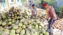 Giá dừa tươi tăng mạnh