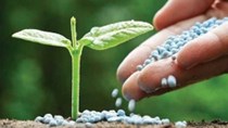 Thời tiết bất lợi, thị trường phân bón trong nước sẽ có sự cạnh tranh khốc liệt