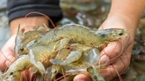 Tôm Thái Lan chật vật cạnh tranh với Việt Nam và các đối thủ châu Á tại thị trường Mỹ