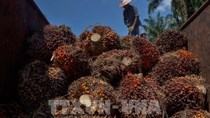 Indonesia sẽ cắt giảm trần thuế xuất khẩu dầu cọ