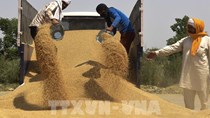 Giá phân bón tăng đe dọa hoạt động sản xuất lúa gạo ở châu Á