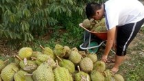Xuất khẩu sầu riêng chính ngạch sang thị trường Trung Quốc
