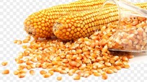 Giá ngũ cốc ngày 21/7/2022: Ngô và đậu tương cùng giảm 