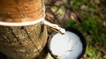Giá cao su biến động mạnh giữa tháng 7