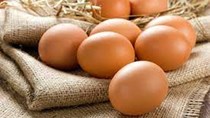 Hòa Phát dự kiến đến cuối năm sẽ cung cấp 1 triệu trứng/ngày