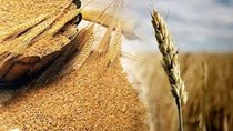 Giá ngũ cốc ngày 5/9/2022: Lúa mì, ngô, đậu tương đồng loạt tăng