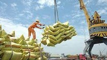 Ấn Độ hạn chế xuất khẩu gạo: Doanh nghiệp, nông dân Việt Nam sẽ trúng giá?