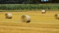 Giá ngũ cốc ngày 21/9/2022: Ngô và lúa mì tăng