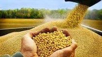 Giá bột đậu tương Trung Quốc đạt mức kỷ lục do nguồn cung thắt chặt