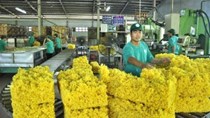 Việt Nam là thị trường cung cấp cao su lớn thứ hai cho Trung Quốc