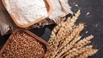 Giá ngũ cốc ngày 27/10/2022: Lúa mì và đậu tương tăng, ngô giảm