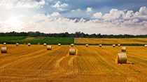 Giá ngũ cốc ngày 8/11/2022: Lúa mì tăng do lo ngại về vụ đông của Mỹ