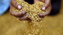 Giá ngũ cốc ngày 7/12/2022: Lúa mì, ngô giảm, đậu tương tăng