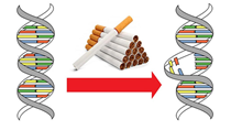 Nguy cơ đột biến gen với người hút thuốc lá
