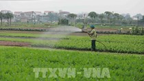 Giá rau xanh tăng mạnh do thời tiết khắc nghiệt