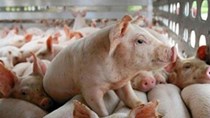 Cục Xuất nhập khẩu: Giá lợn hơi có thể đi lên cuối năm nhờ tiêu thụ tăng