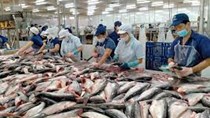Kim ngạch xuất khẩu cá tra sang Brazil bật tăng nhờ giá