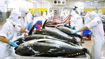 Cá ngừ Việt Nam bị sụt giảm thị phần tại Canada