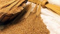 Giá ngũ cốc ngày 18/7/2023: Lúa mì tăng do lo ngại về nguồn cung