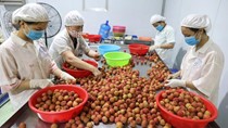 Nâng cao chất lượng trái vải Việt Nam để tăng sức cạnh tranh tại thị trường Australia