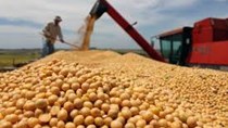 Giá ngũ cốc ngày 10/8/2023: Đậu tương và ngô giảm lúa mì tăng