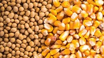 Giá ngũ cốc ngày 21/9/2023: Lúa mì giảm do nguồn cung ở Biển Đen vượt quá nhu cầu