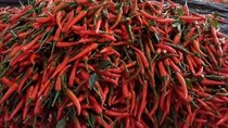 8 tháng đầu năm, Việt Nam xuất khẩu 8.296 tấn ớt, thu về hơn 15,7 triệu USD