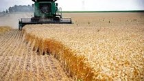 Giá ngũ cốc ngày 23/11/2023: Lúa mì tăng, ngô và đậu tương giảm