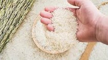 Thị trường lúa gạo hôm nay 5/1/2024 duy trì ở mức ổn định