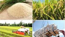 Giá lúa gạo hôm nay 10/1/2024: Gạo tăng lên mức cao