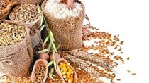 TT lương thực tuần 15 -20/1: Giá gạo tăng, ngô, đậu tương và lúa mì tiếp đà giảm