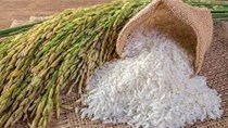 Giá lúa gạo ngày 23/1: Giá lúa trong nước giảm mạnh