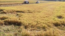 Đồng Tháp xuất khẩu gạo tăng trong tháng đầu năm
