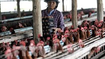 Thái Lan trở thành nước xuất khẩu thịt gà lớn thứ ba thế giới