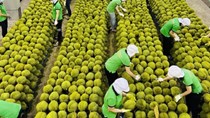 Tăng cường xuất khẩu trái cây sang thị trường EU