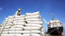 Xuất khẩu gạo thu gần nửa tỷ USD dịp đầu năm