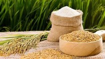 TT lúa gạo hôm nay ngày 3/4/2024: Gía lúa giảm 100 - 200 đồng/kg