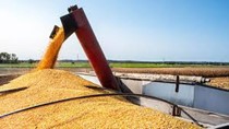 TT ngũ cốc ngày 15/4/2024: Giá lúa mì giảm do đồng USD giữ gần mức cao nhất 5 tháng